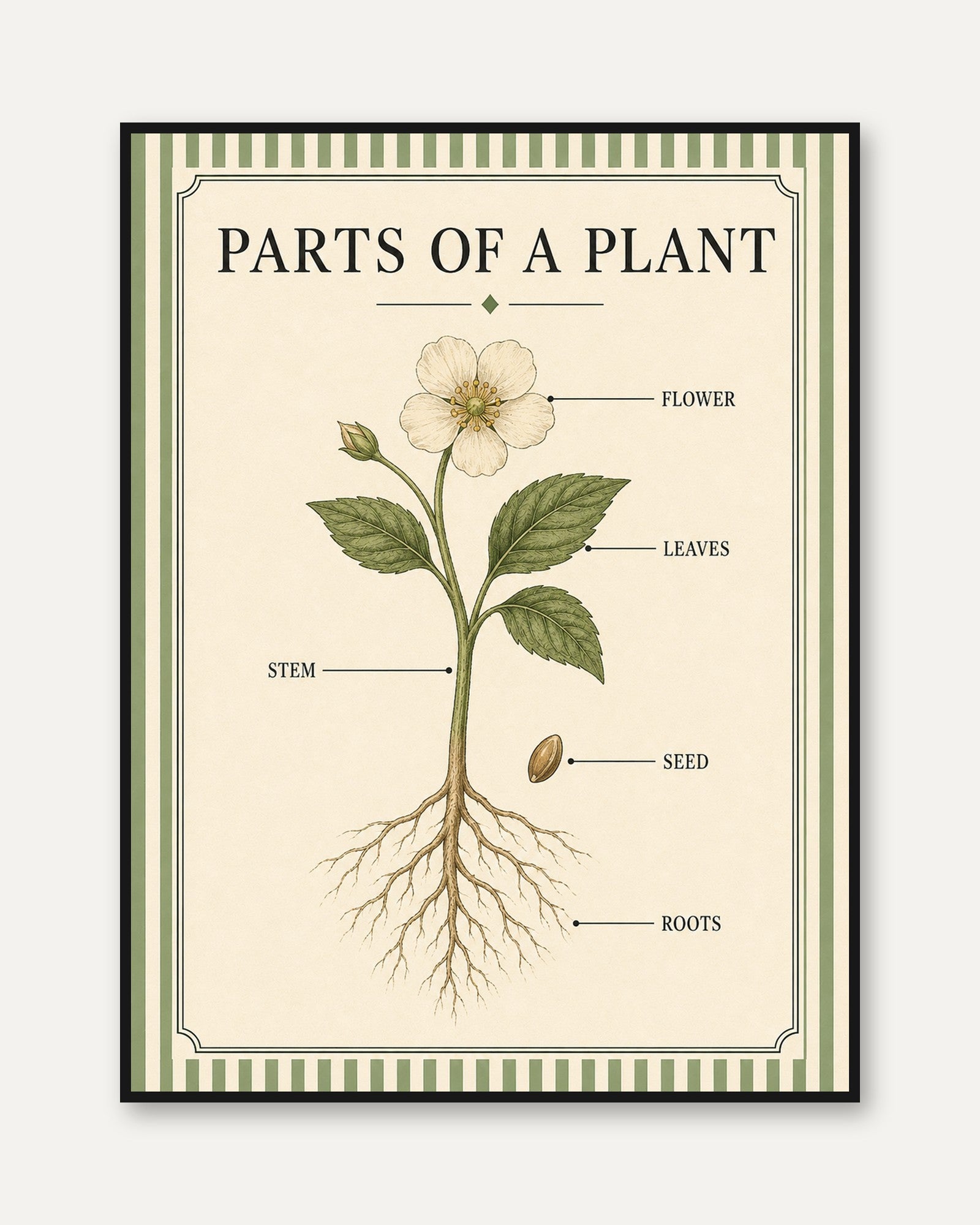 Plant Anatomy Poster – Parts of a Plant Print - framed