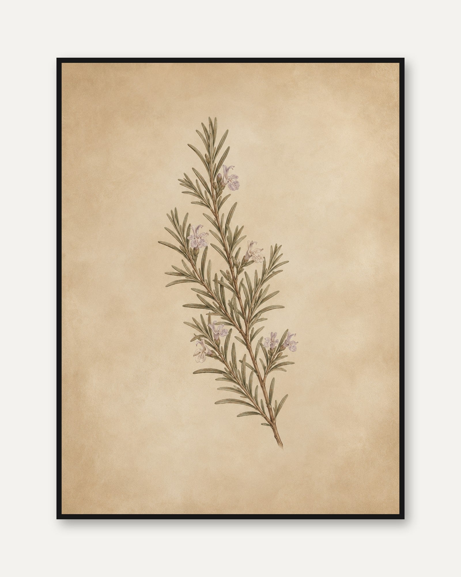 Rosemary Botanical Print — Vintage Herbal Illustration - framed