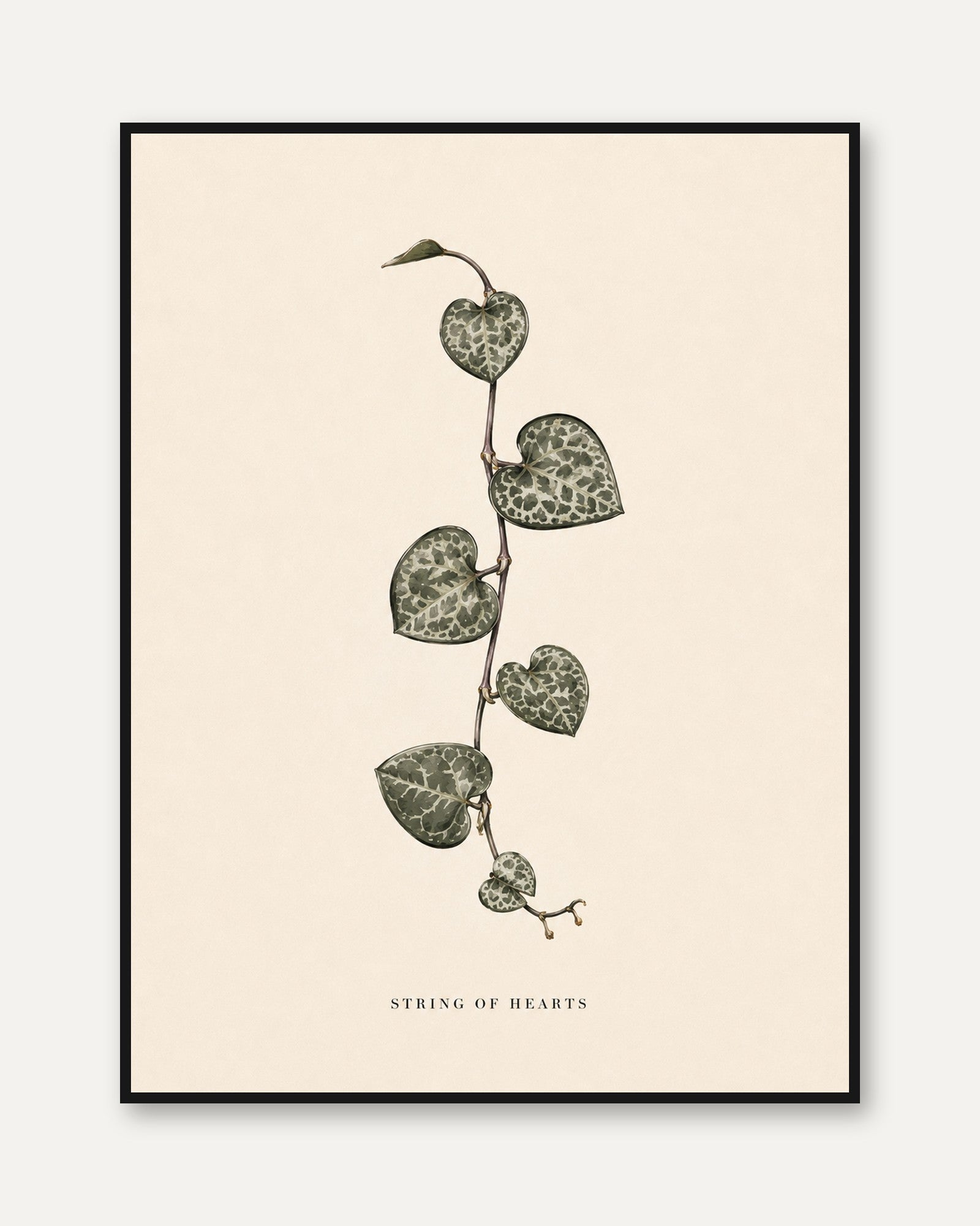 String of Hearts Plant Print – Botanical Wall Art - framed