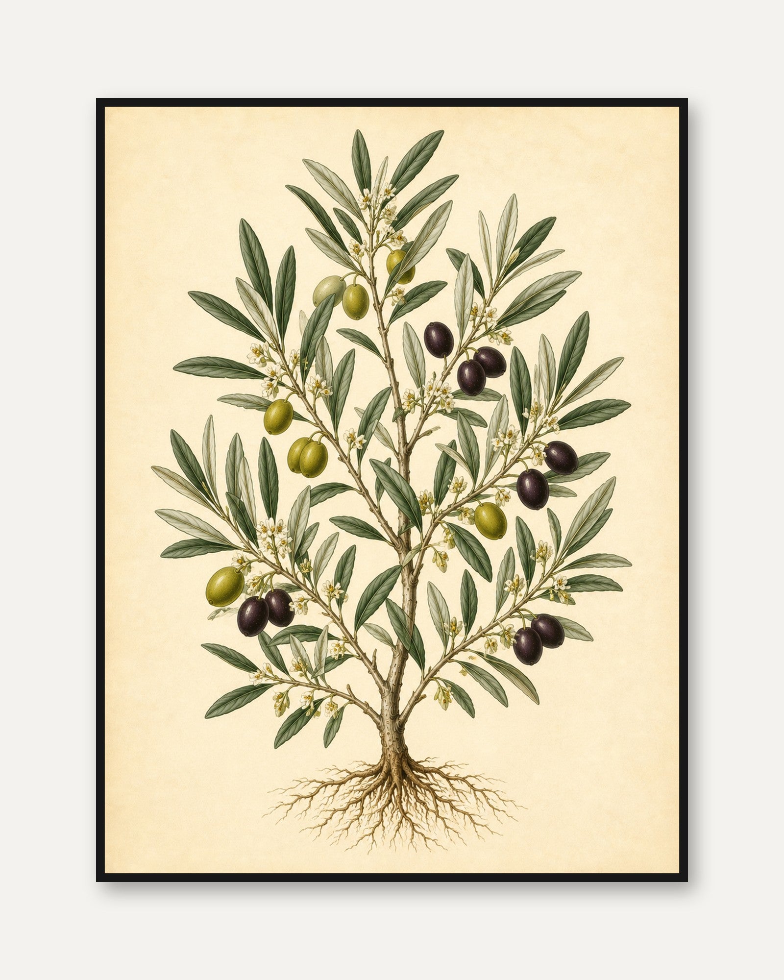Vintage Olive Tree Botanical Print — Mediterranean Herb Illustration - framed