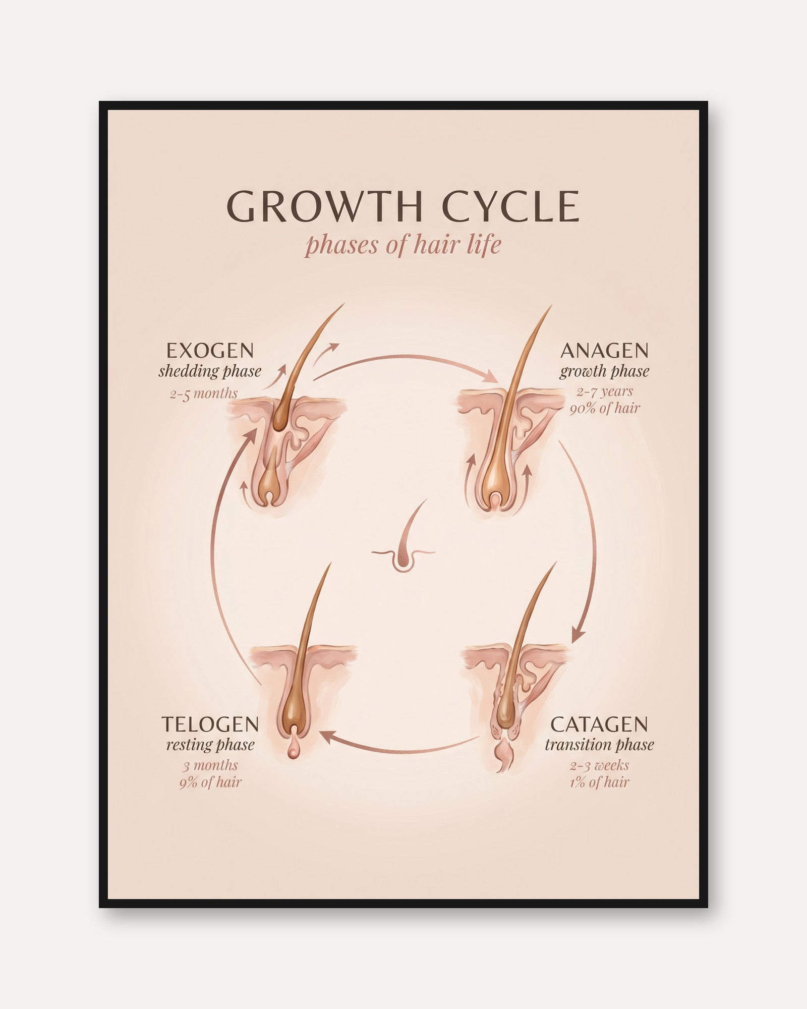 Hair Growth Cycle Poster - framed
