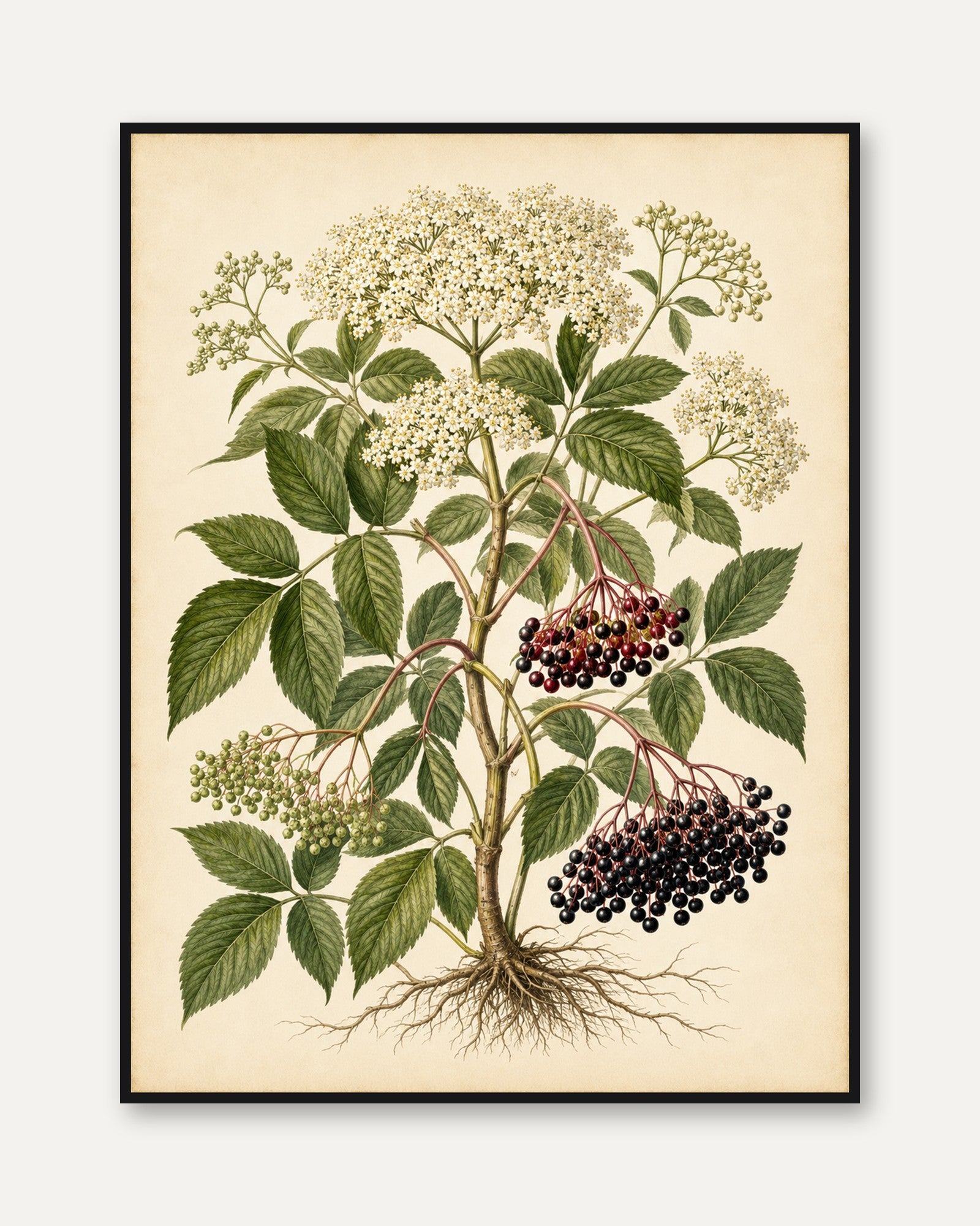 Elderberry Botanical Print — Vintage Scientific Illustration - framed