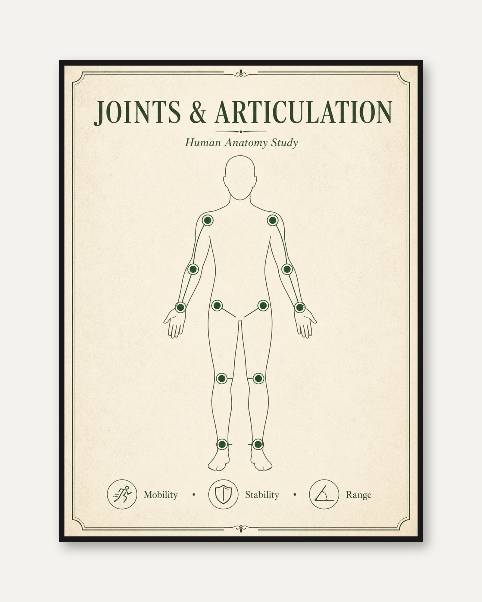 Anatomy Study Print — Joints & Articulation Chart - framed
