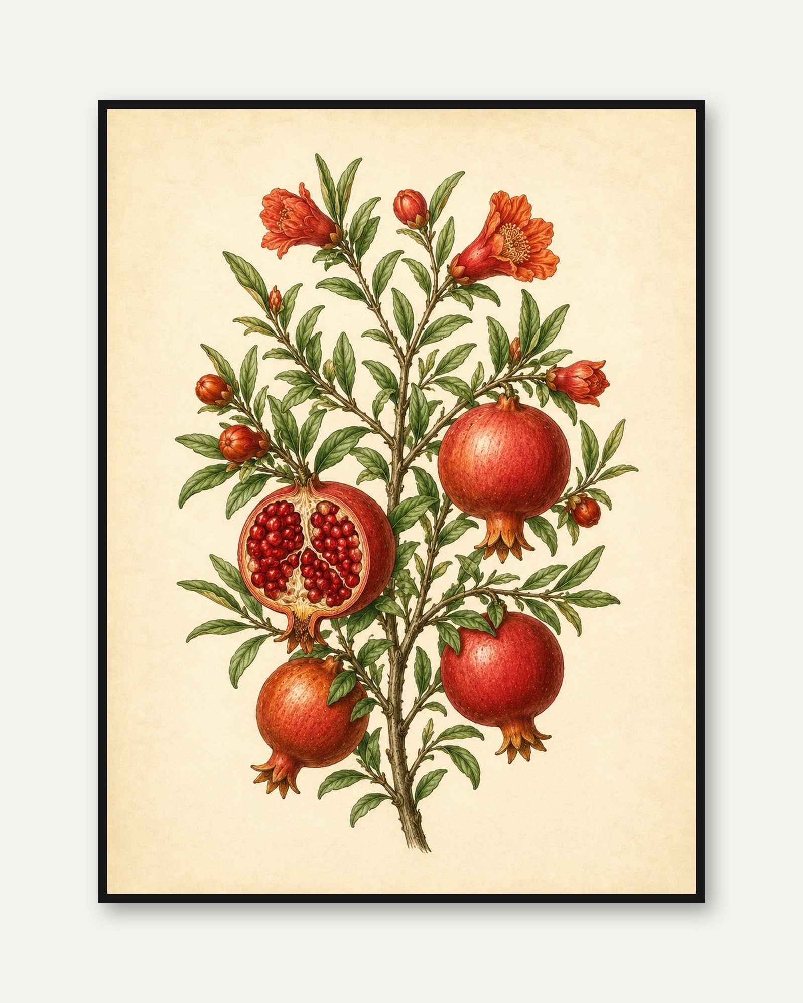 Pomegranate Botanical Print: Vintage Scientific Illustration - framed