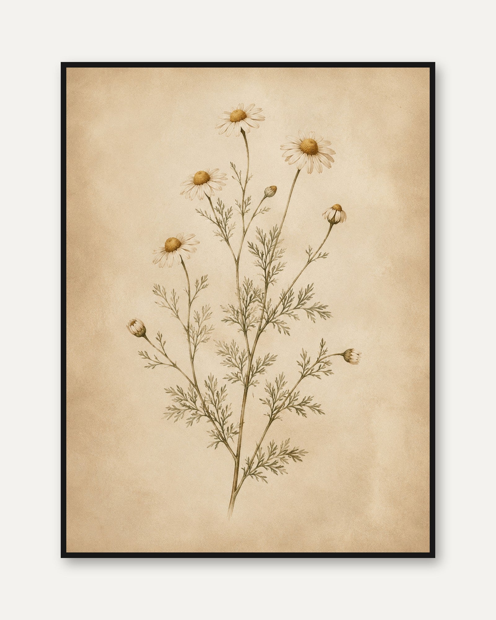 Chamomile Botanical Print — Vintage Pressed Flower Illustration - framed
