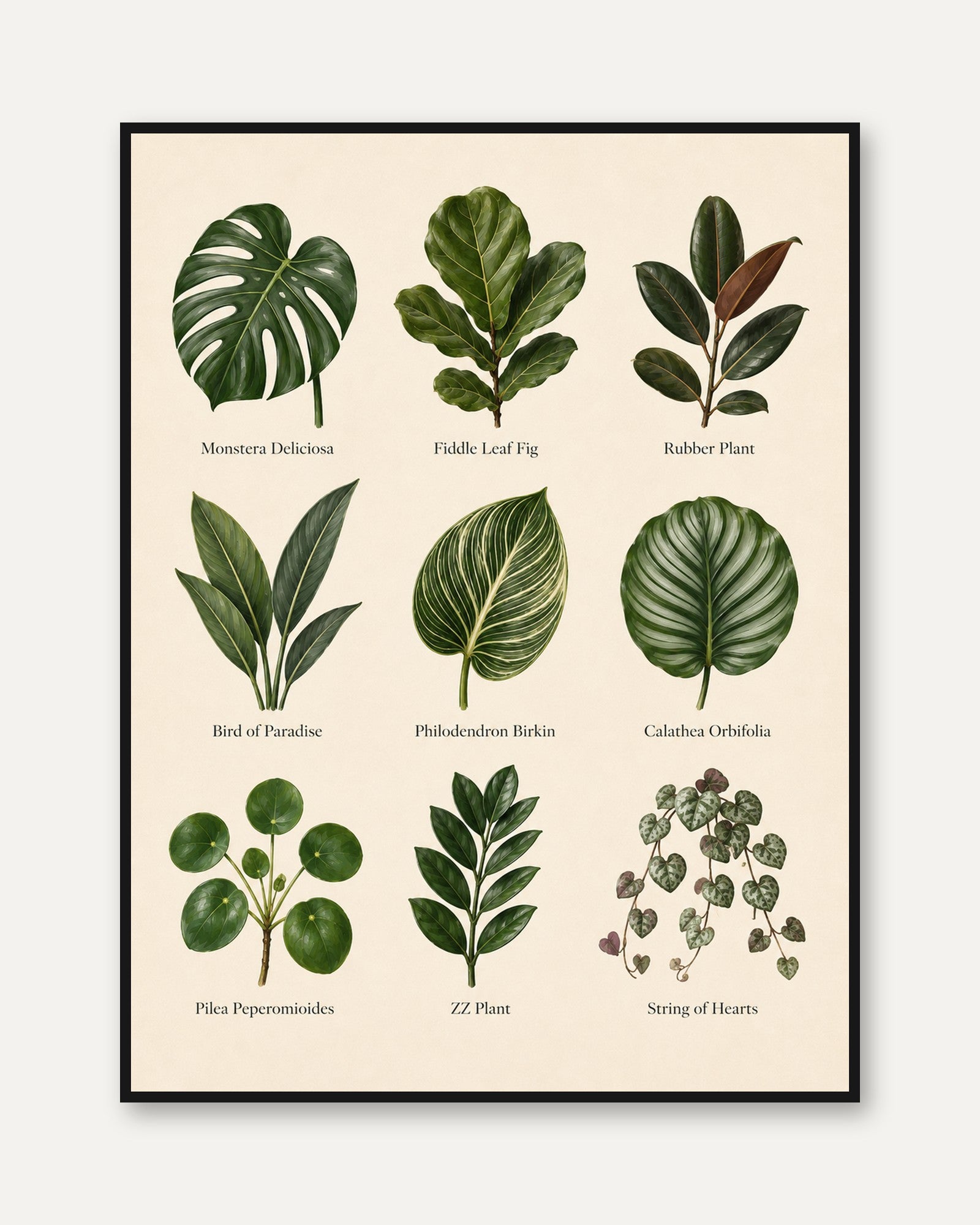 Houseplant Identification Poster - framed
