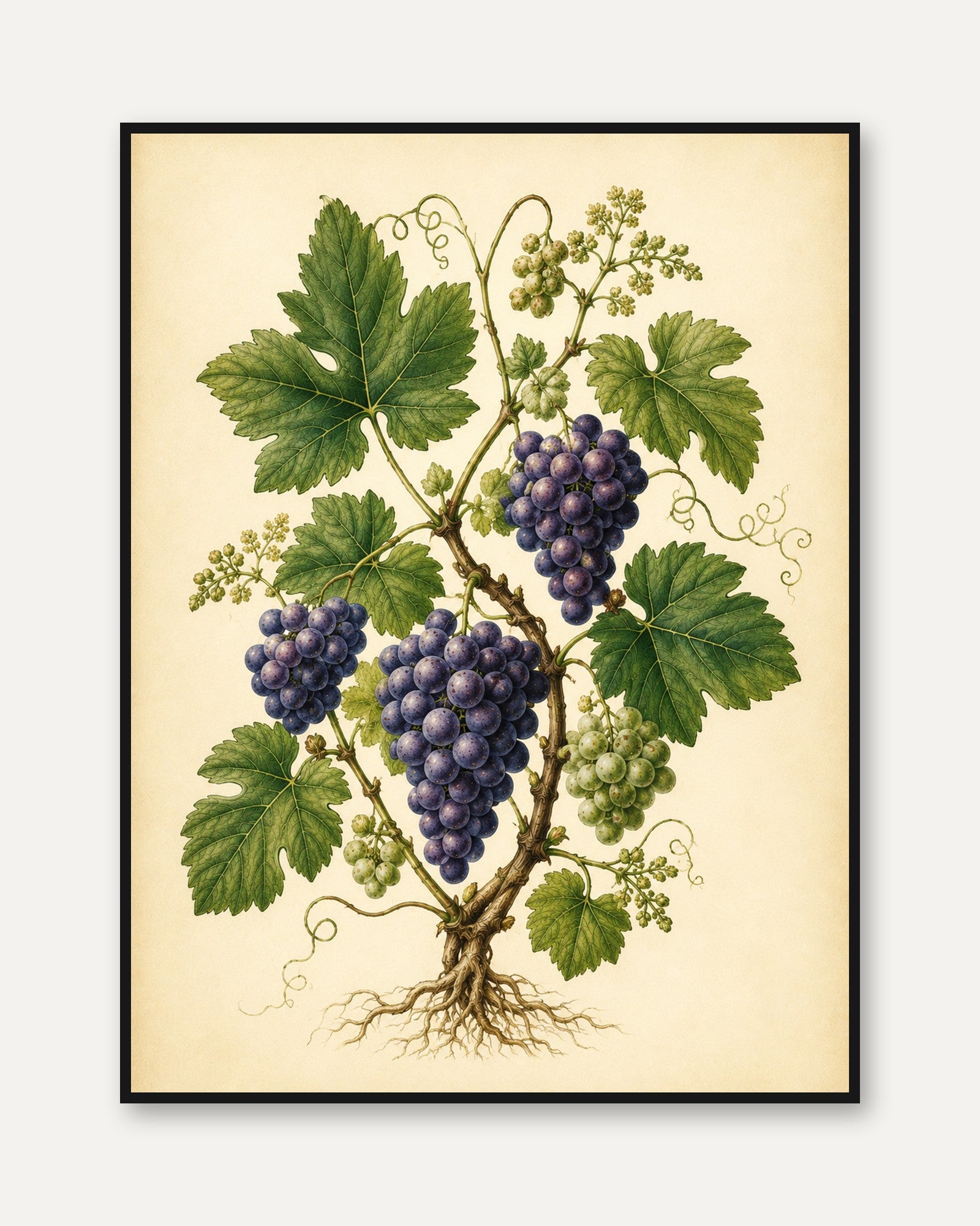 Vintage Grape Botanical Print — Antique Wine Illustration - framed