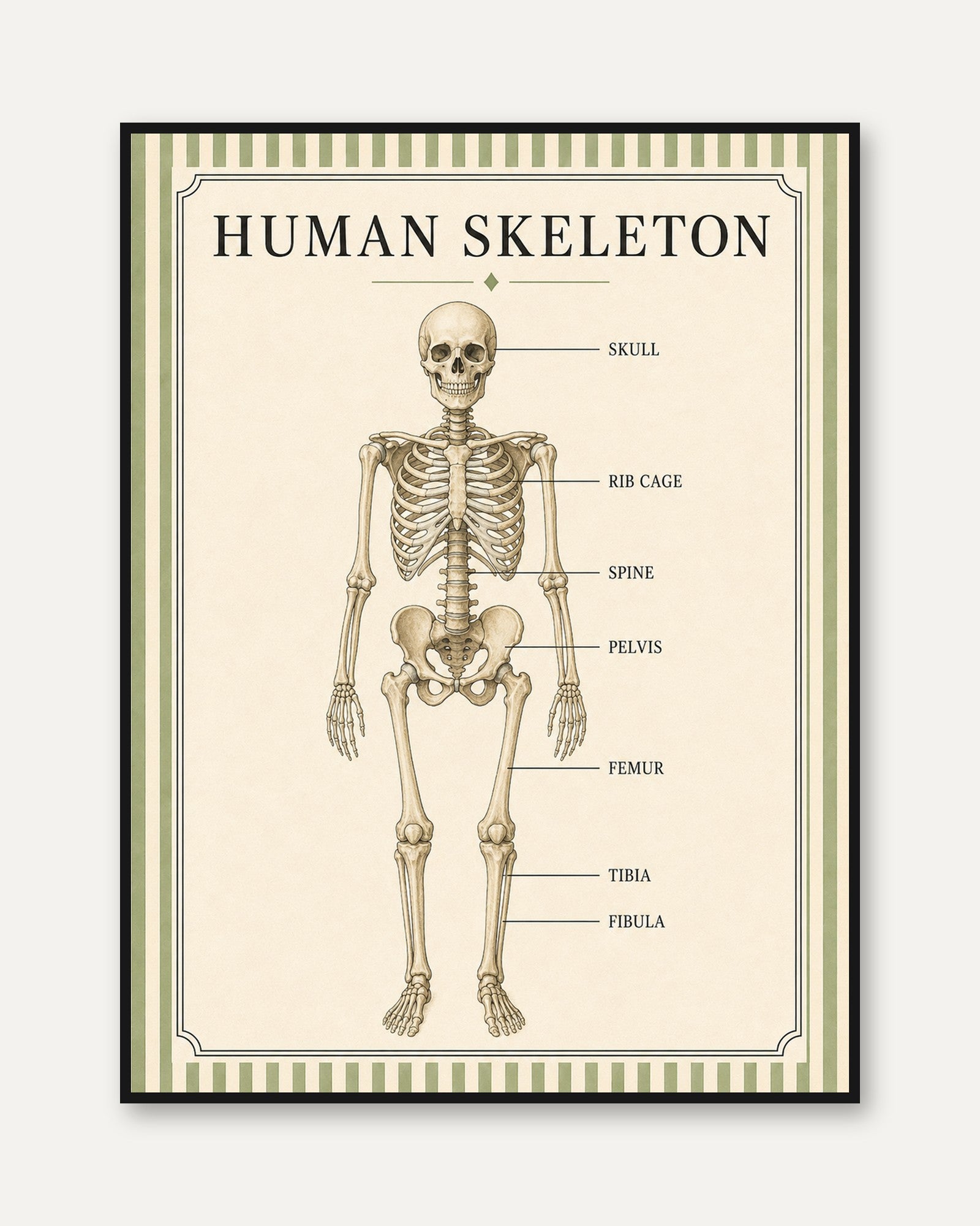Human Skeleton Poster – Anatomy Wall Art - framed