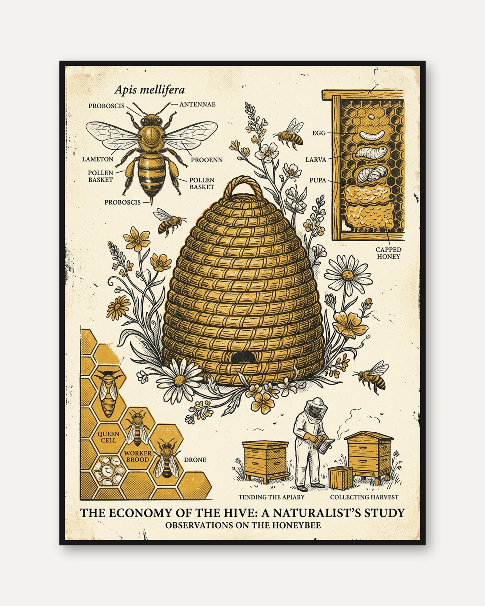 Honeybee Diagram Print — Vintage Scientific Illustration - framed