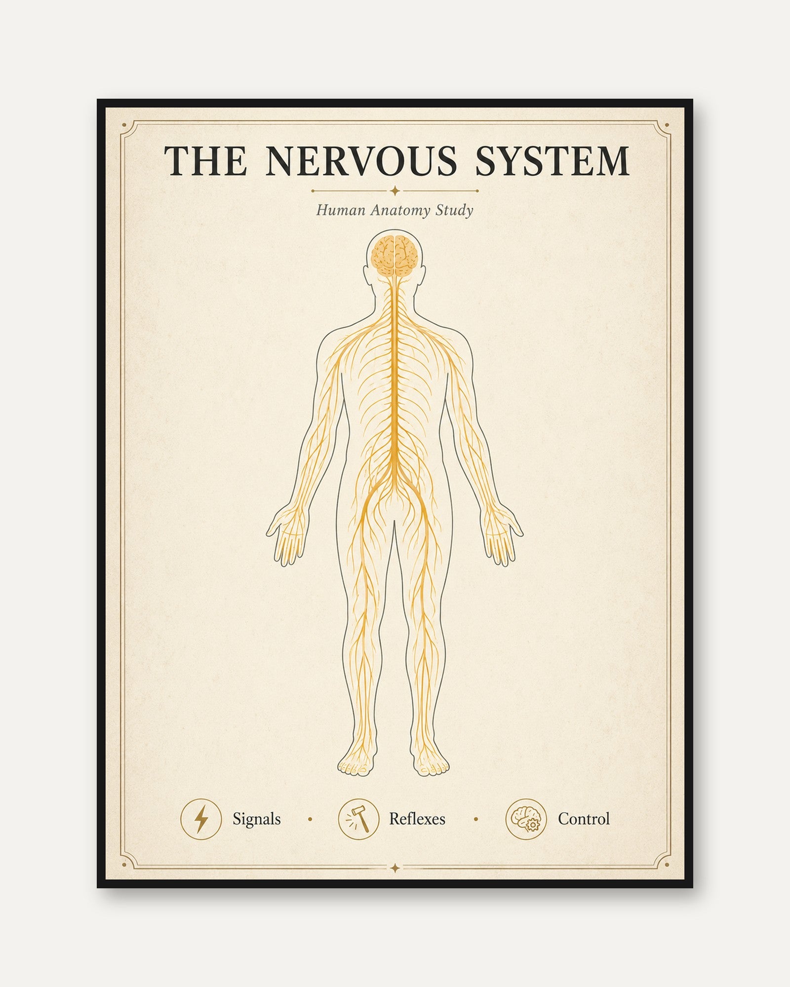 Nervous System Anatomy Print — Vintage Educational Chart - framed