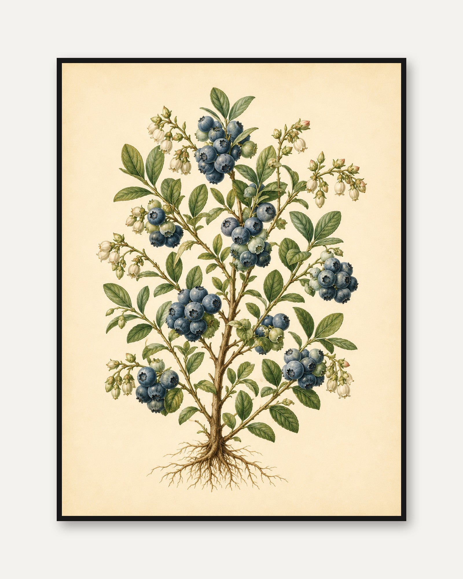 Blueberry Botanical Print — Vintage Hand-Painted Illustration - framed