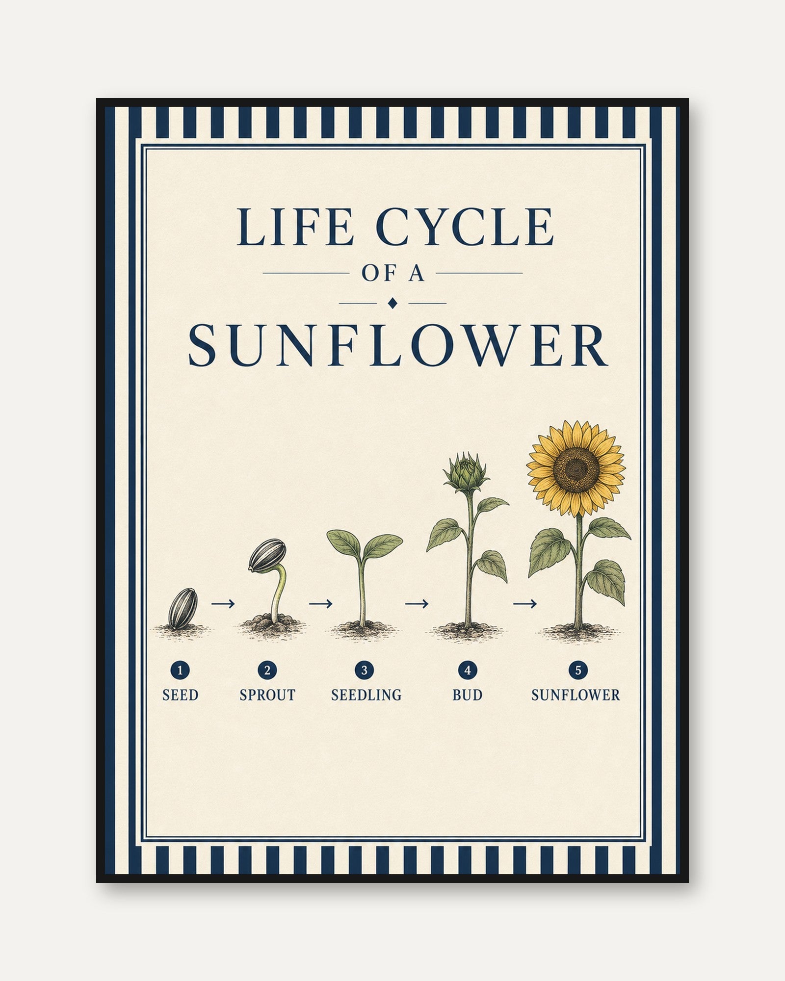 Sunflower Life Cycle Poster - framed