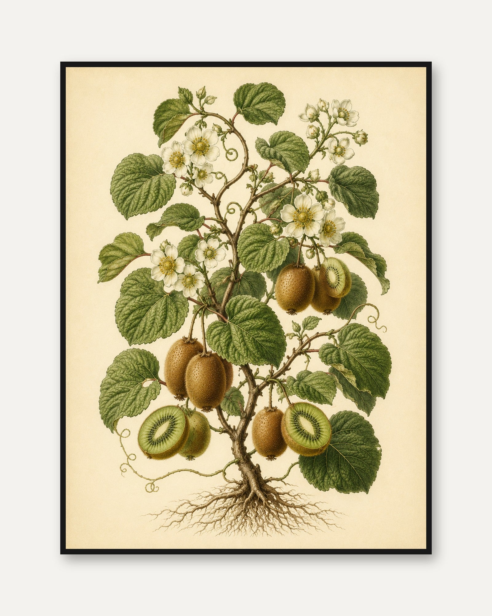 Kiwi Botanical Art Print: Vintage Scientific Illustration - framed