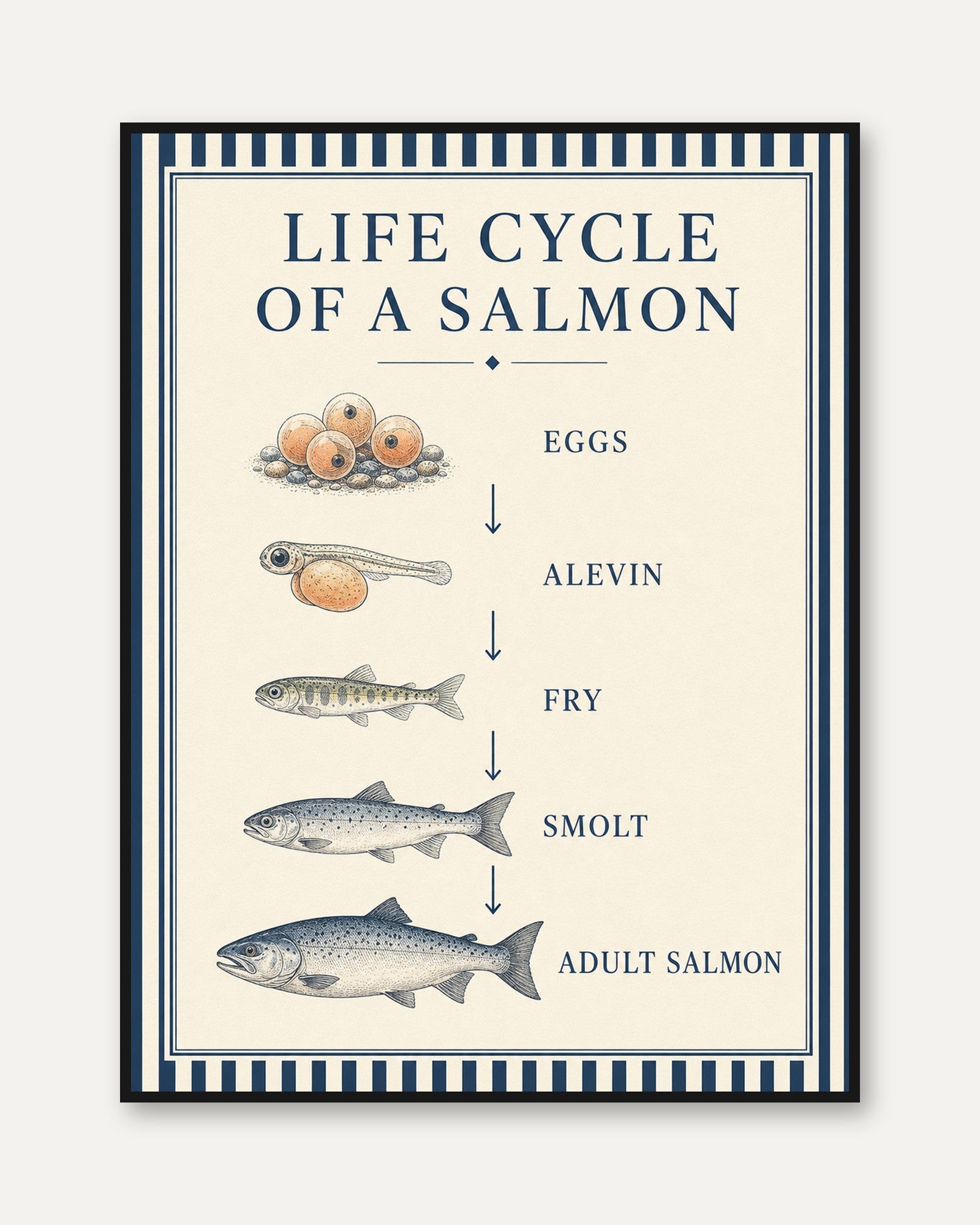 Salmon Life Cycle Poster – Educational Fish Print - framed