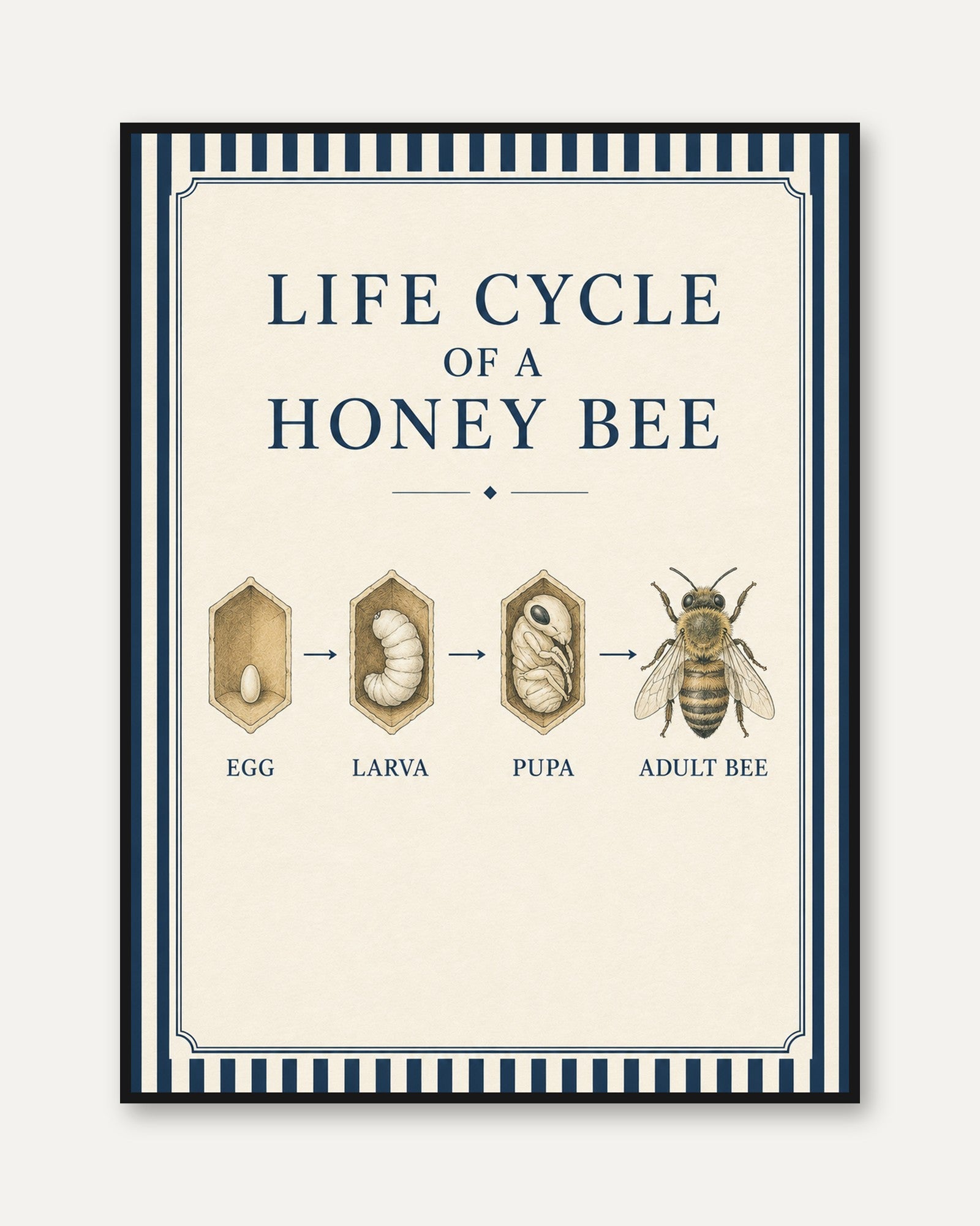 Honey Bee Life Cycle Print: Vintage Educational Diagram Art - framed