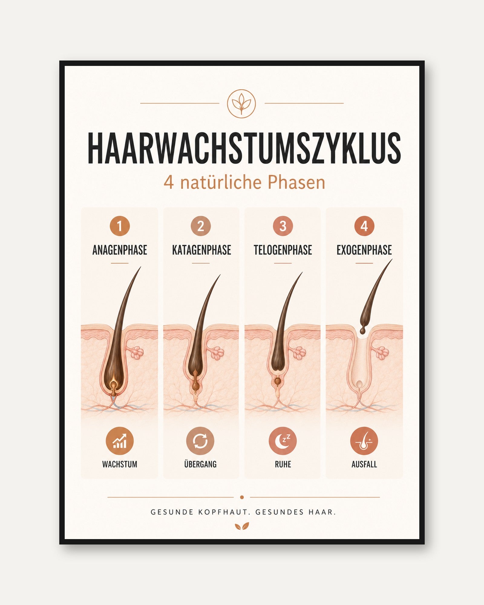 Hair Growth Poster – Hair Cycle Chart - framed