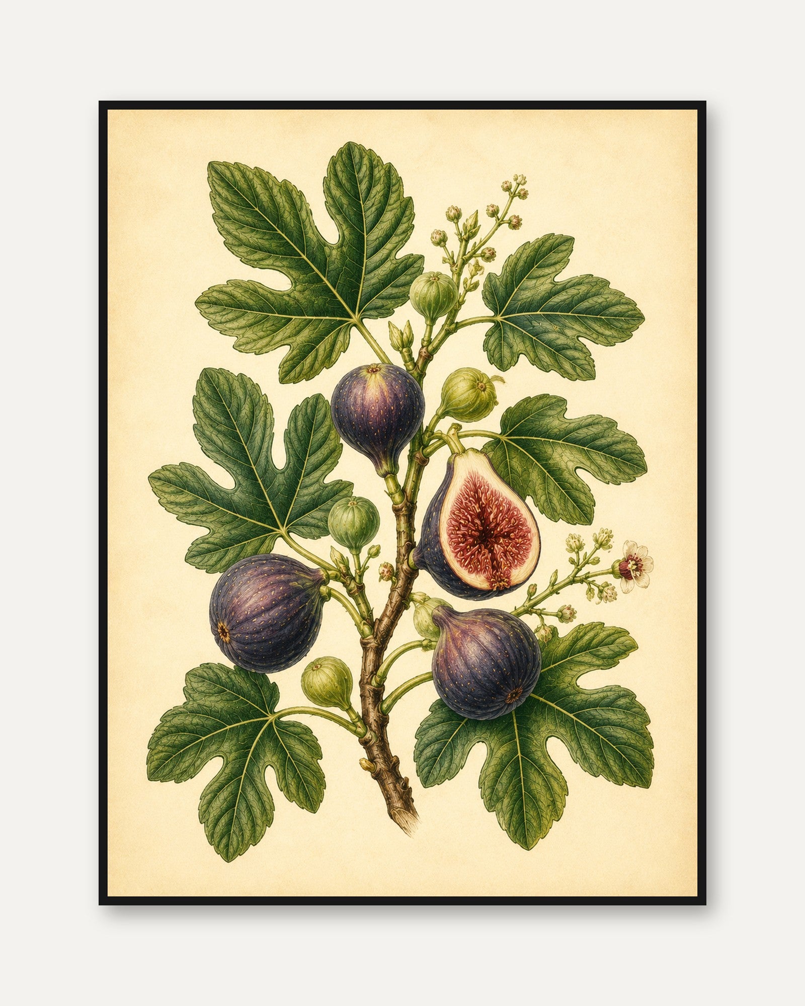Fig Botanical Print — Vintage Fruit Illustration - framed