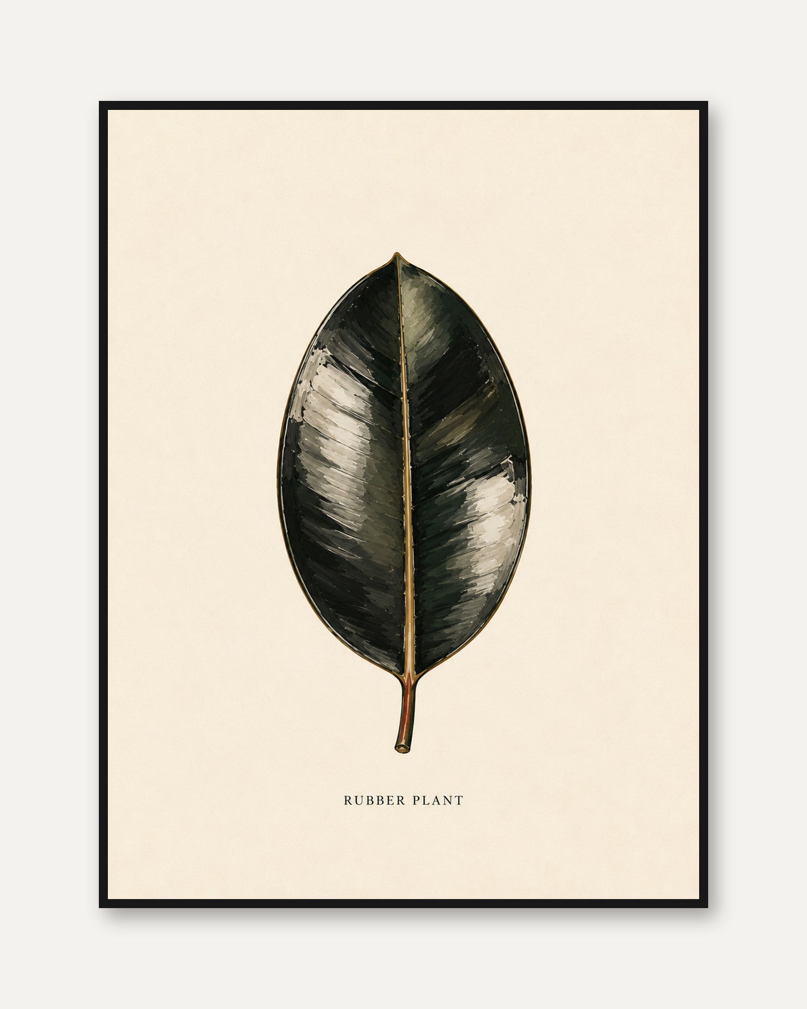 Rubber Plant Leaf Print: Vintage Botanical Wall Art - framed