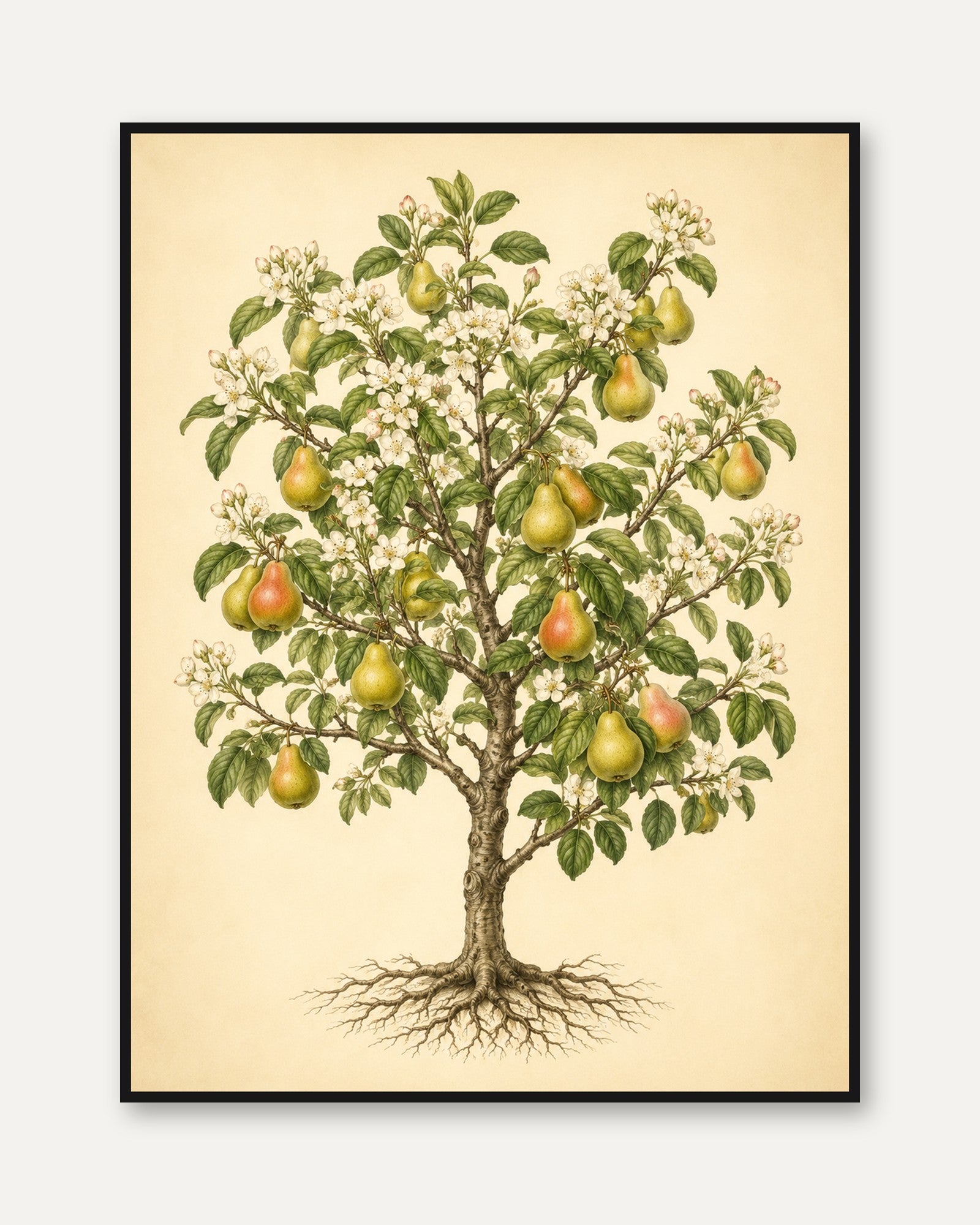 Pear Tree Botanical Print: Vintage Fruit Illustration Art - framed
